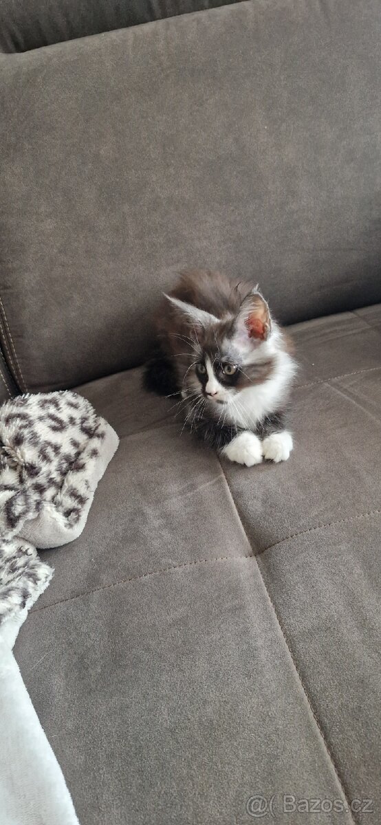 Koťátka Mainská mývalí - 4