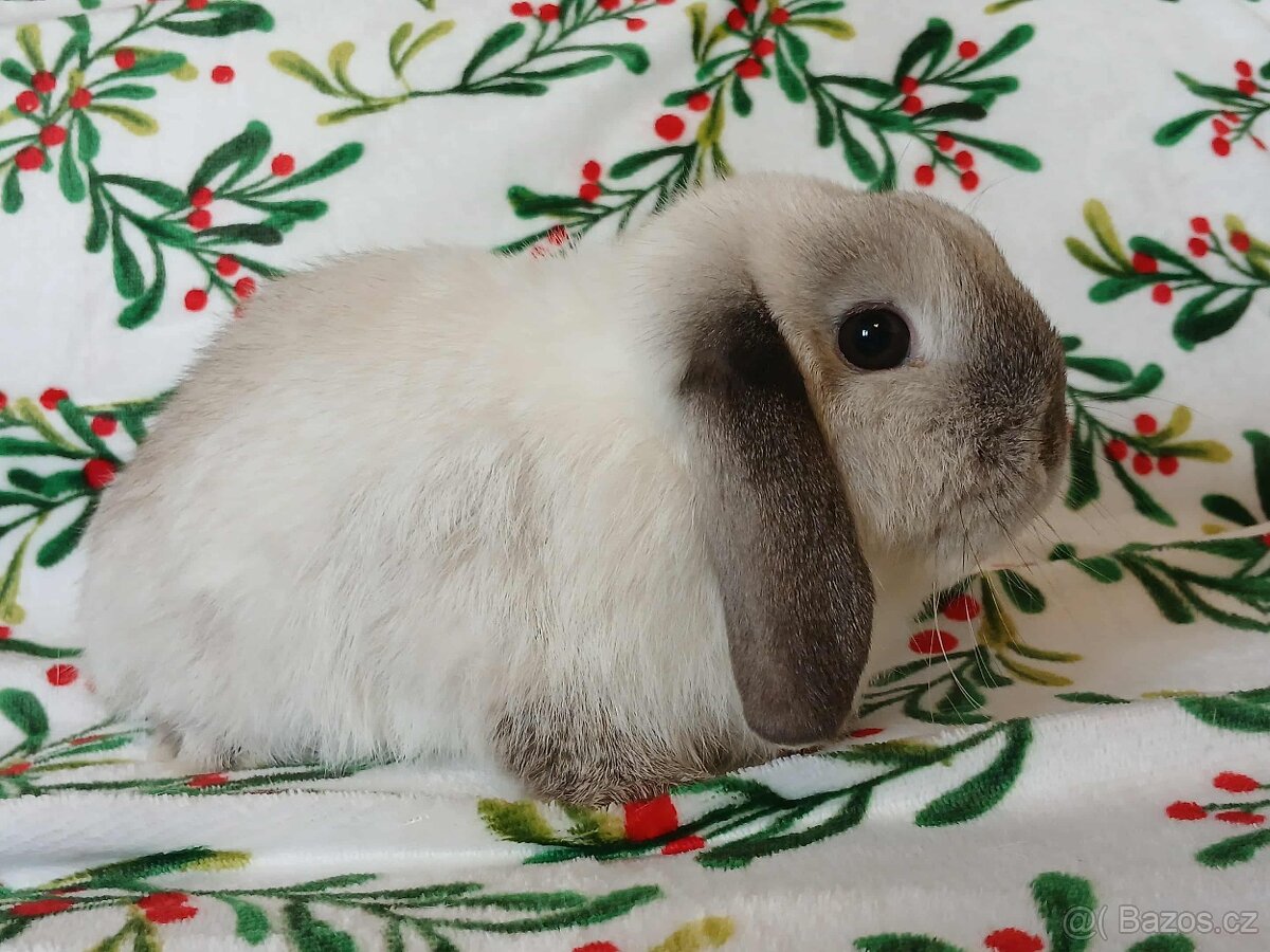 Volná samička - Anglický Zakrslý Beránek MiniLop🍑🧡 - 4