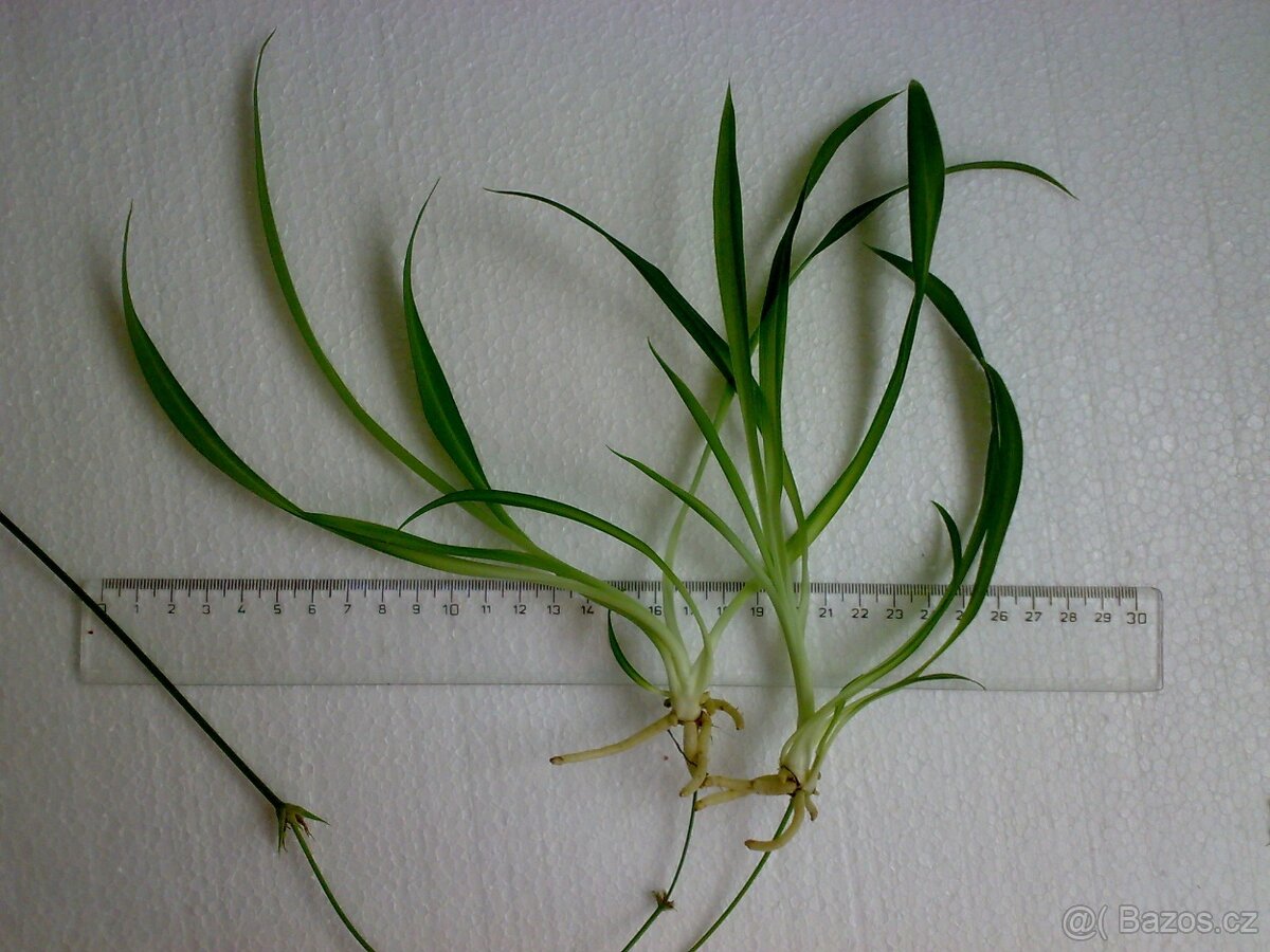 Zelenec - Chlorophytum comosum - Zelený - sazenice - 4