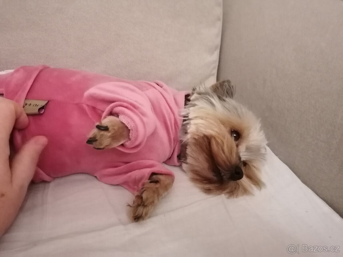 Jorkšírský teriér fenka 8 let - 4