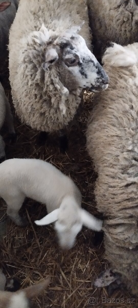 Ovce - 4