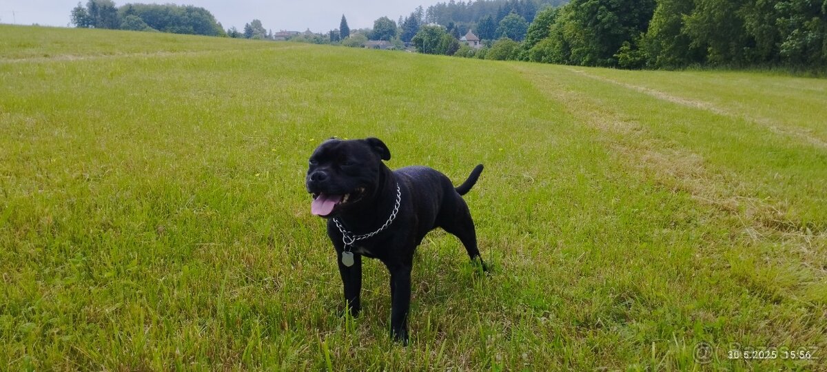 Stafordšírský bulteriér - Krycí pes - 4