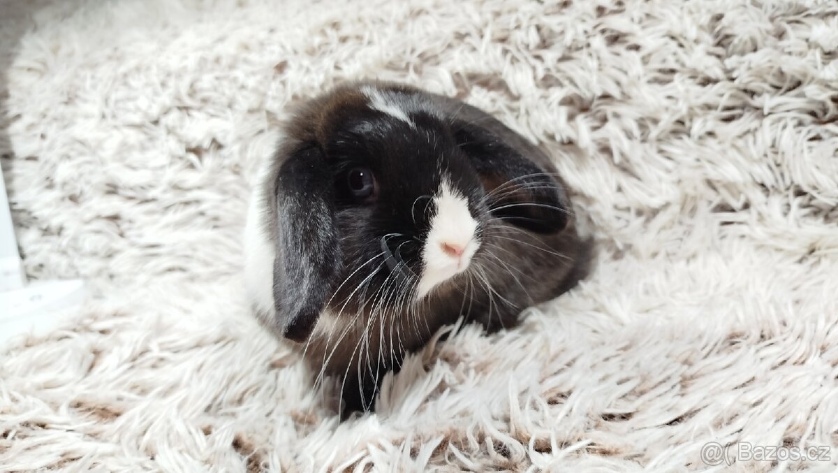 Zakrslý beránek, králíček, králík-LADY - 4