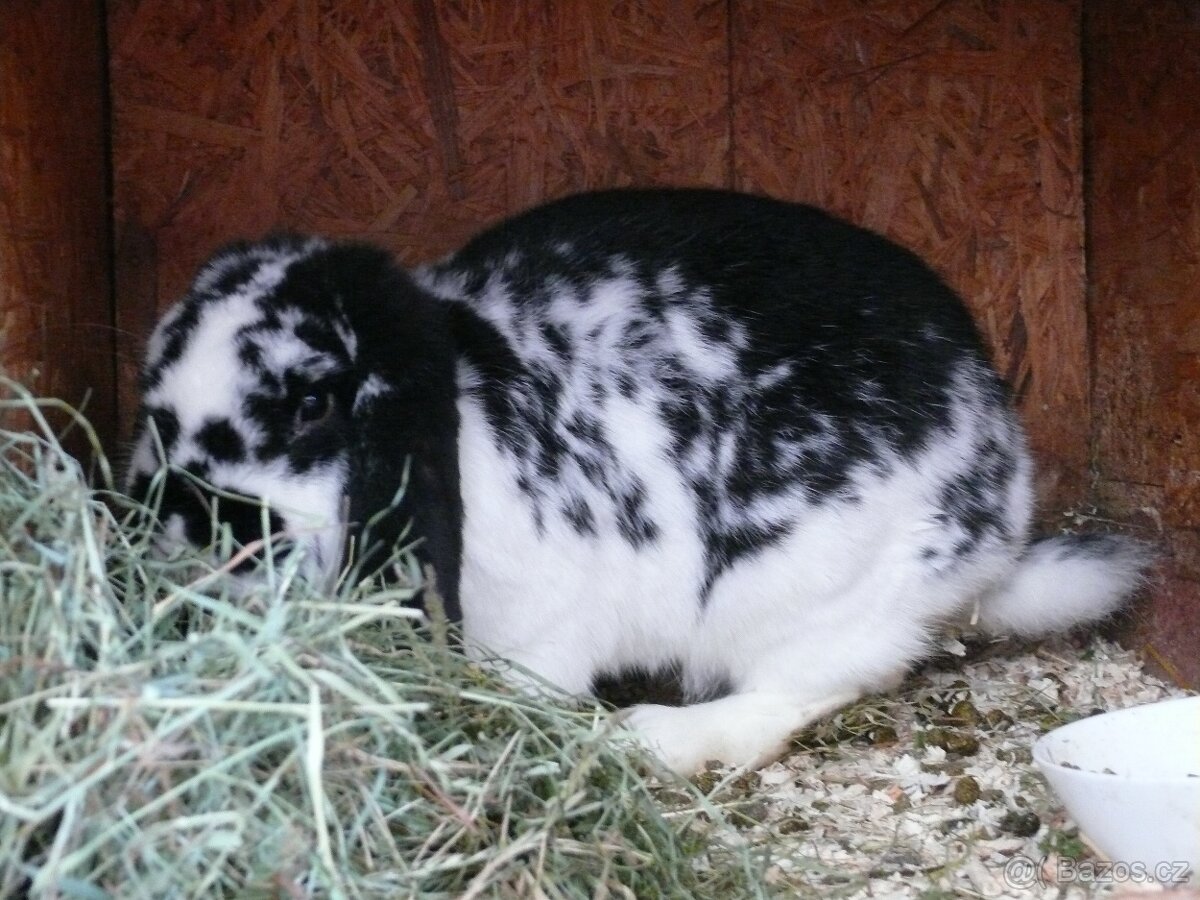 Prodám křížence králíků - 4