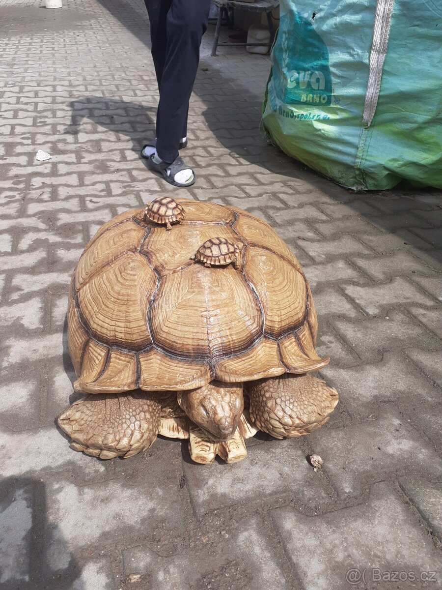 Želva ostruhatá mláďata různé velikosti - 4