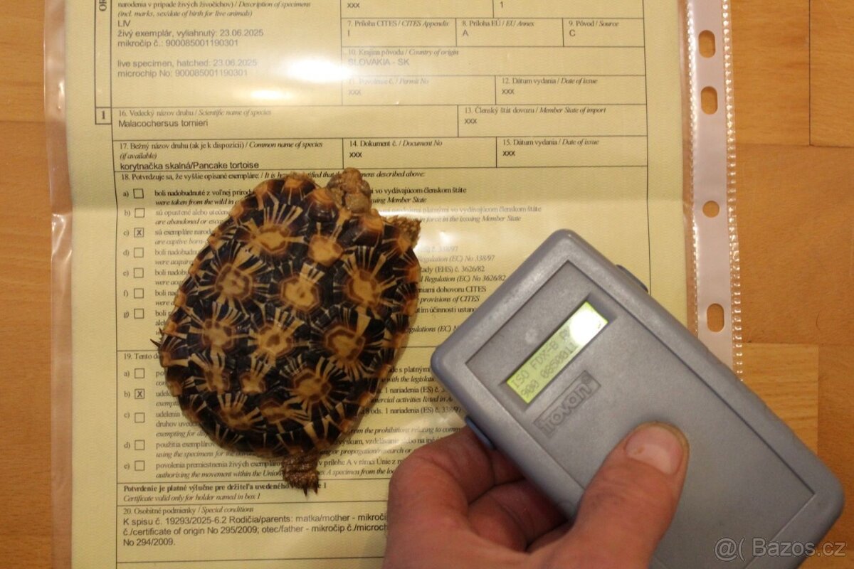 Predám Malacochersus tornieri-Želva skalní - 4