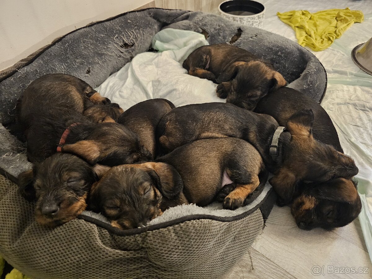 Jezevčík drsnosrstý bez PP s balíčkem jako dárek - 4