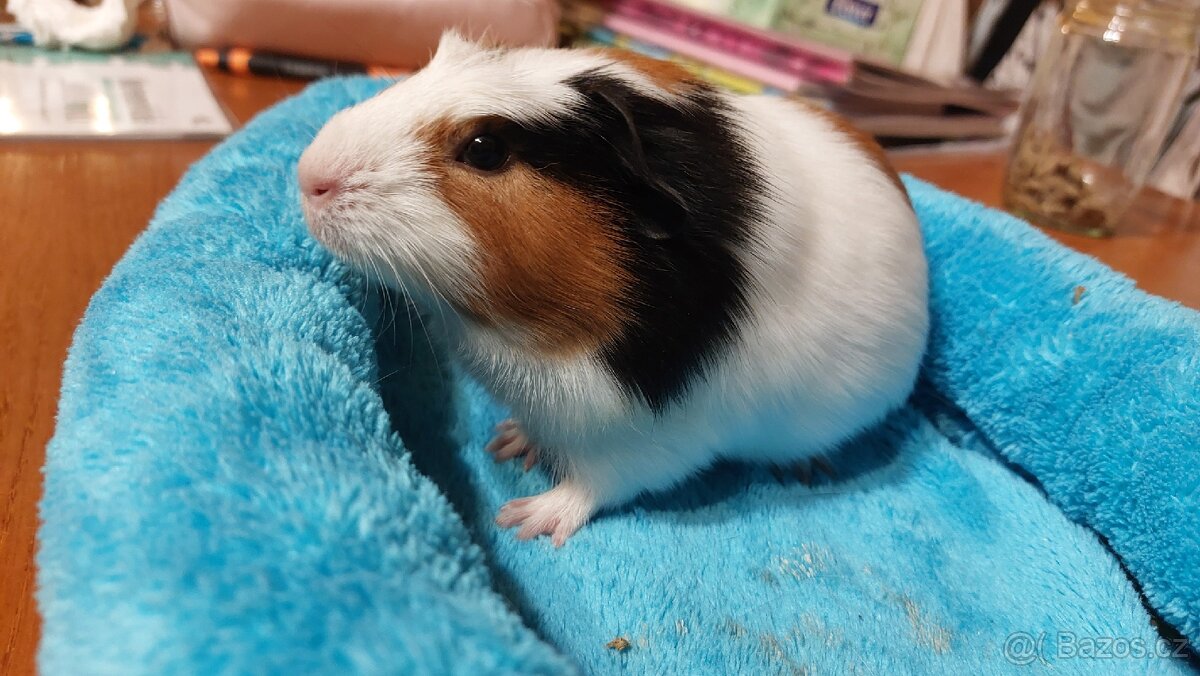 Nabízím morčata samičky - 4