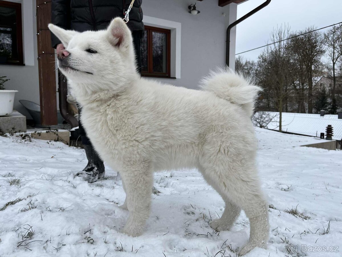 Akita Inu s PP - 4