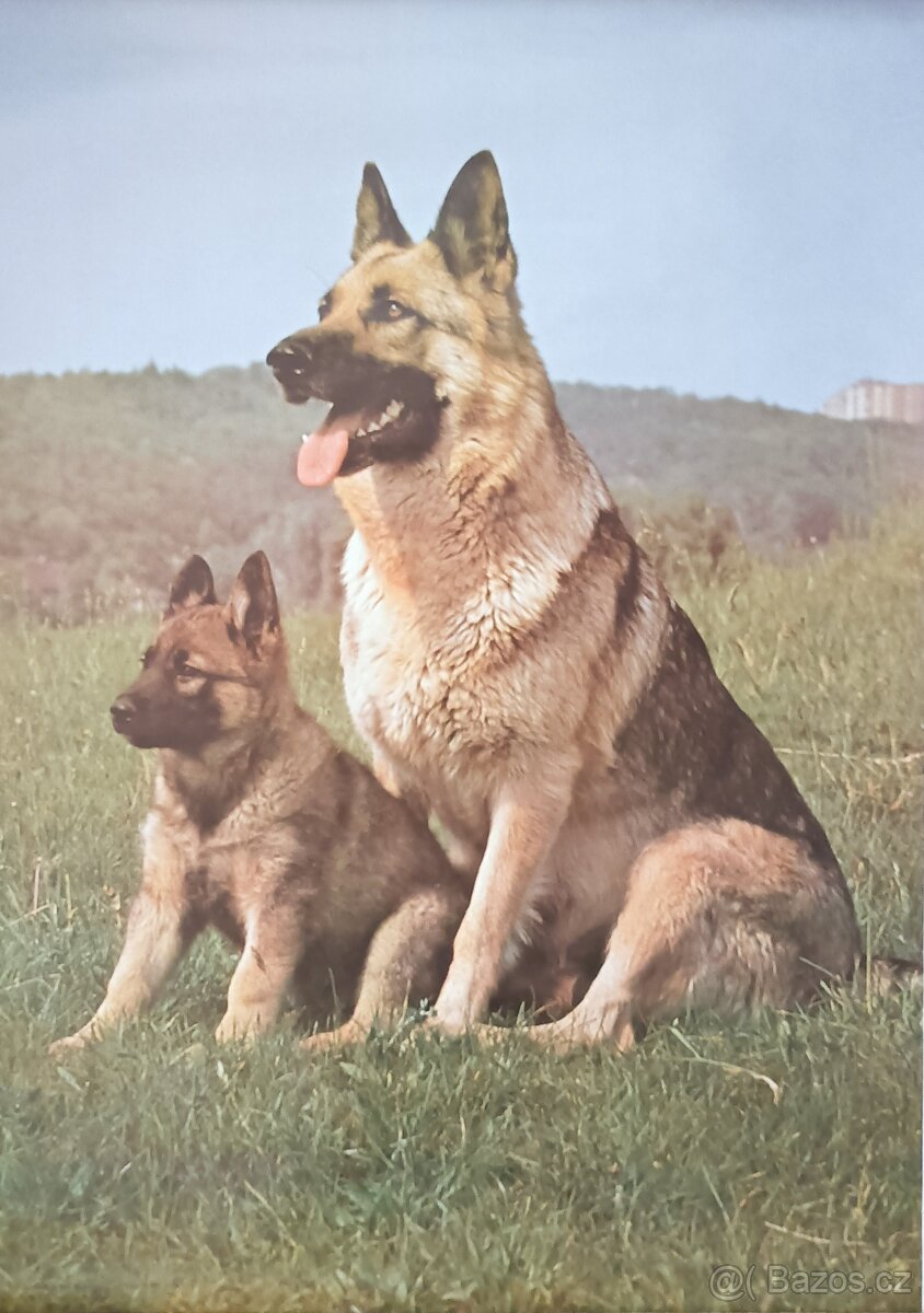 Retro plakáty zvířat -formát A1 - různé - 4