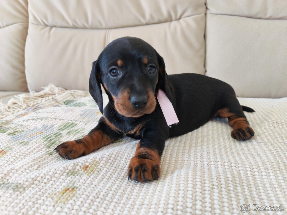 Jezevčík hladkosrstý trpasličí - 4