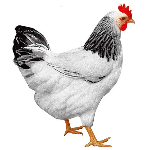 Nosné kuřice Dominant - 4