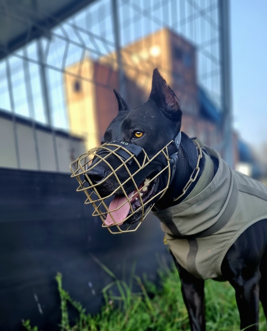 Dobrman x APBT,bandog,ast,bullherder - 4