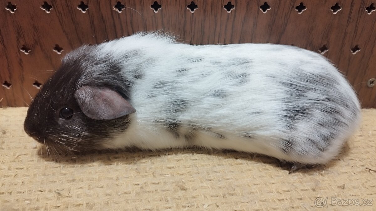 Morčata - morče hladké. - 4