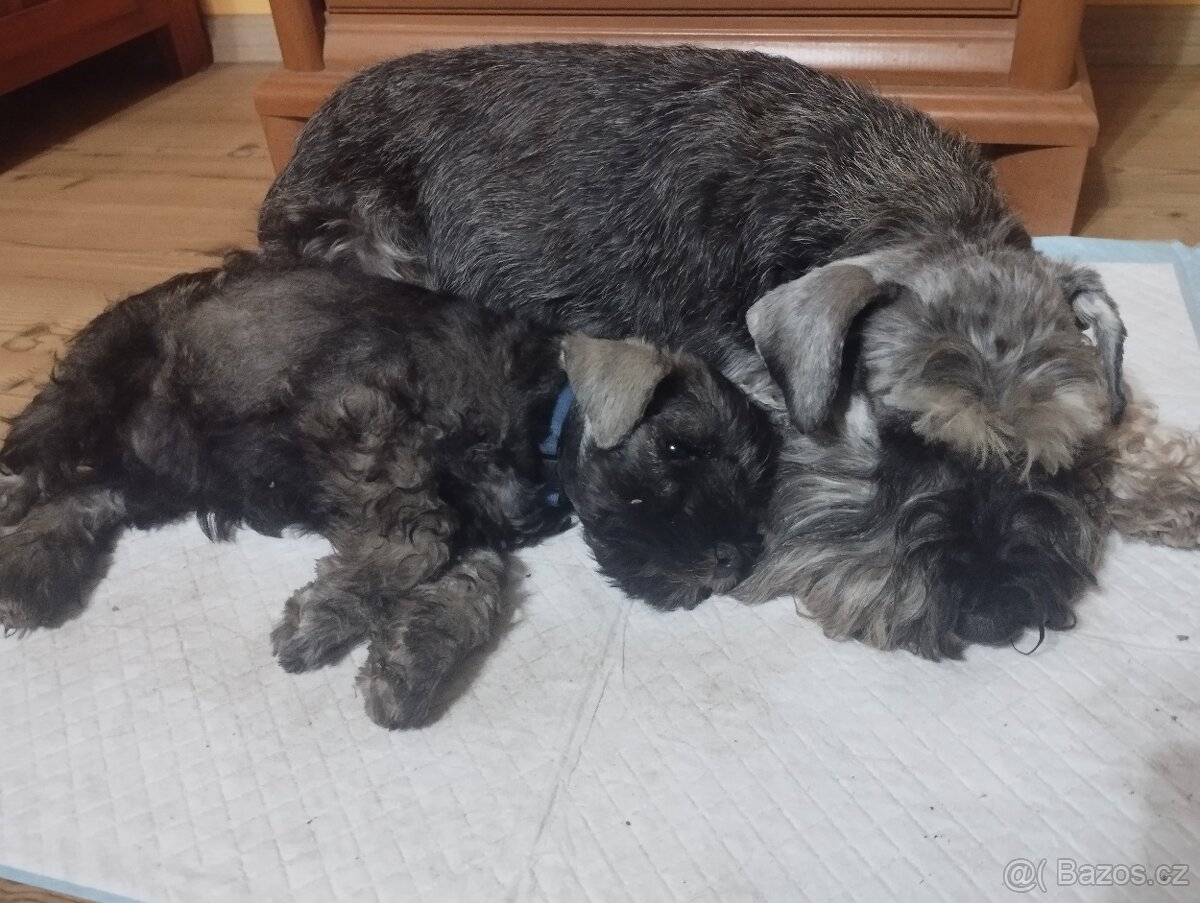 Knírač malý pepř a sůl s pp - 4