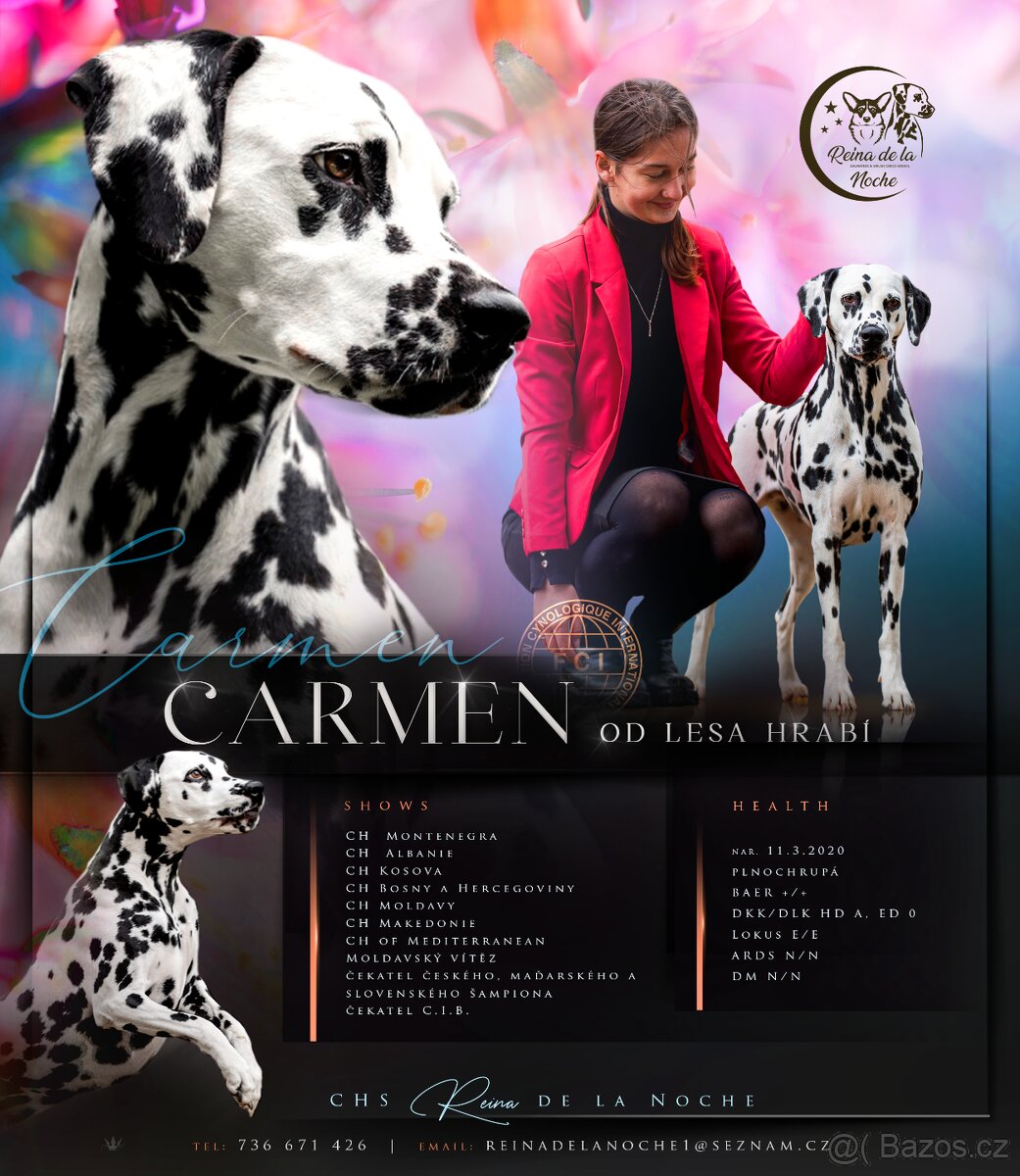 Dalmatin štěně s PP - 4