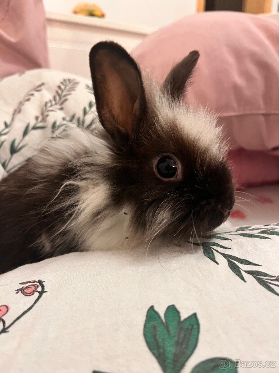Mláďata zakrslého králíka na prodej - 4
