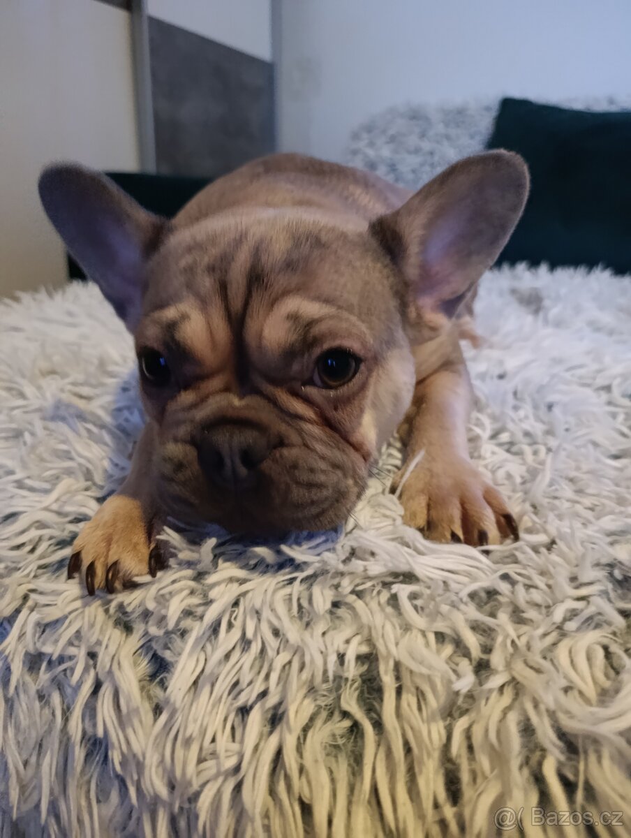 Francouzský buldoček - 4