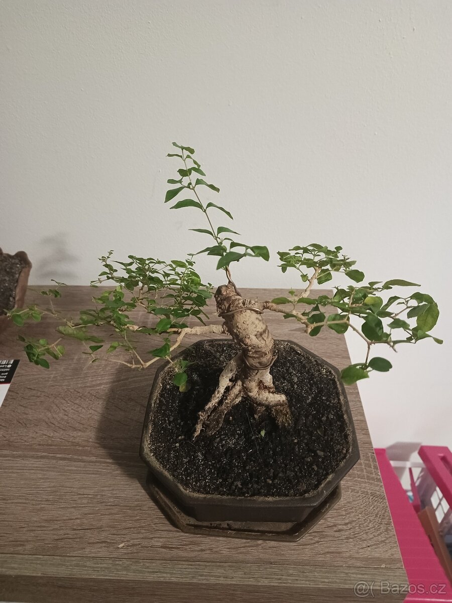 Bonsai Ligustrum chinensis - ptačí zob - 4