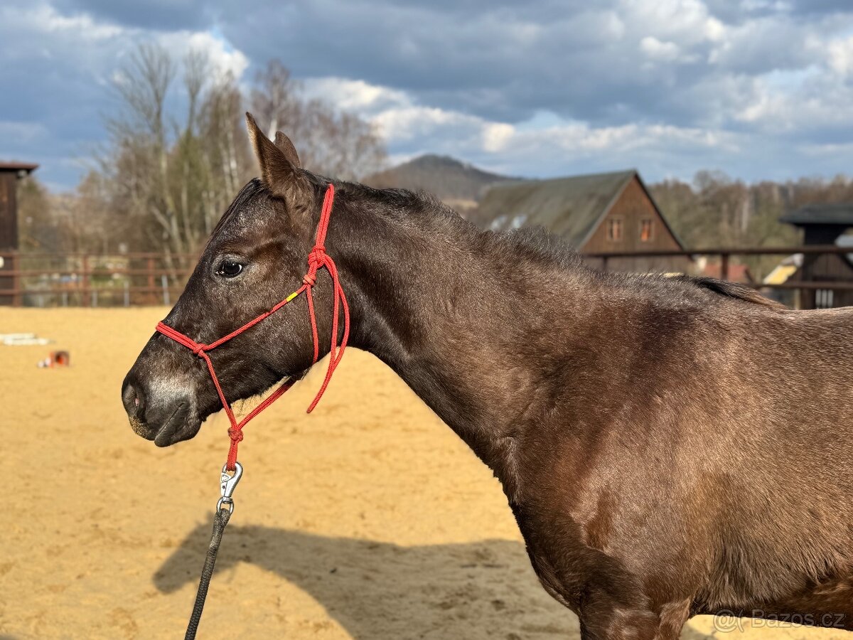 Dvouletá appa klisna - 4