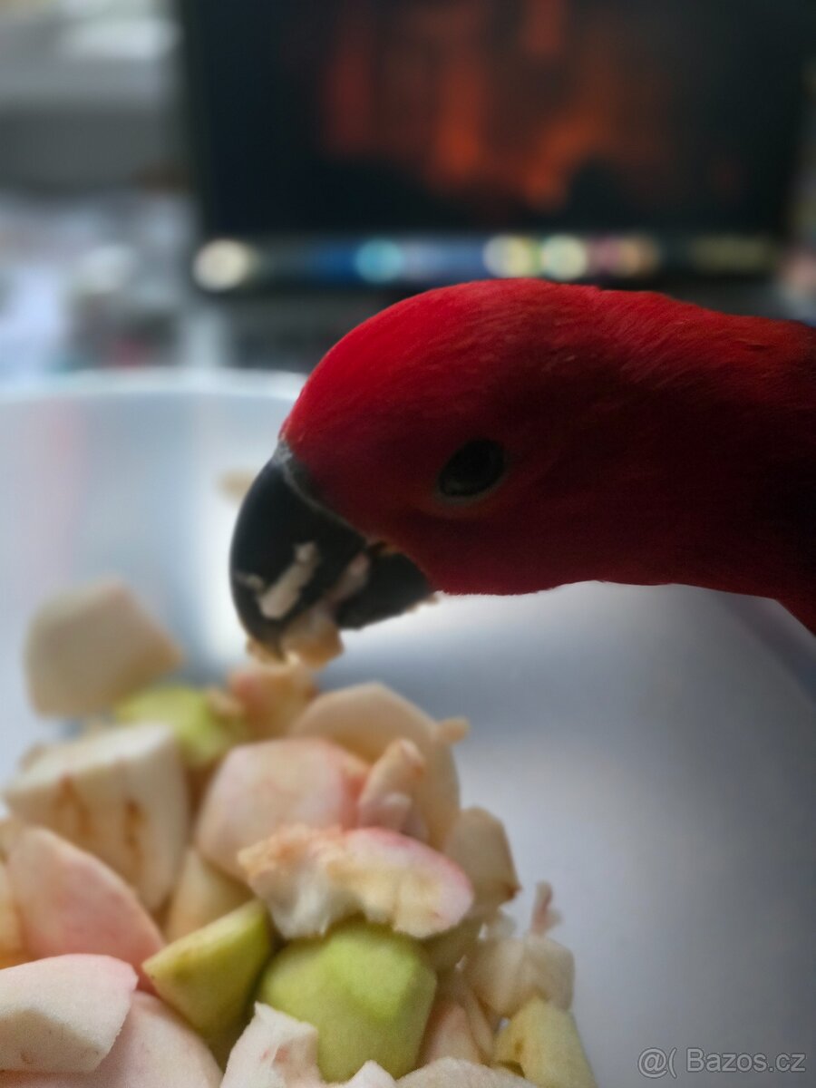 Eklektus různobarvý - 4