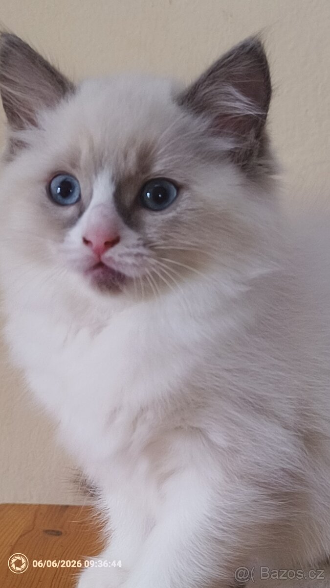 Koťata Ragdoll - 4