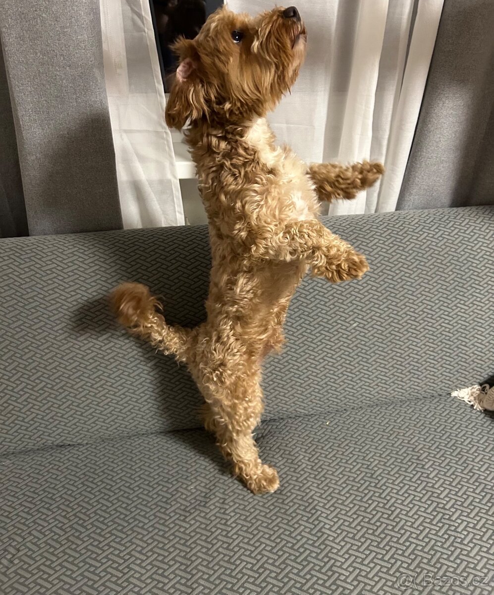 Maltipoo pes - 4