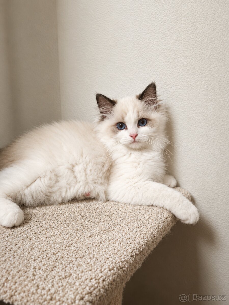 Ragdoll koťátko - 4