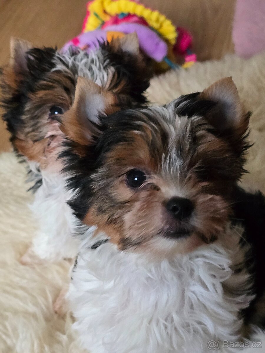 Jorkširský teriér-biewer - 4