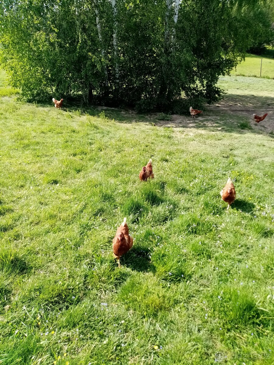 Domácí vajíčka - 4