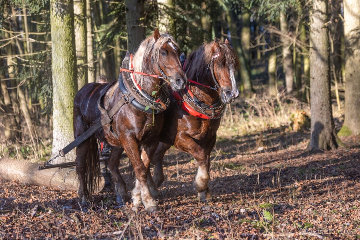 Prodám Valacha ČMB - 4