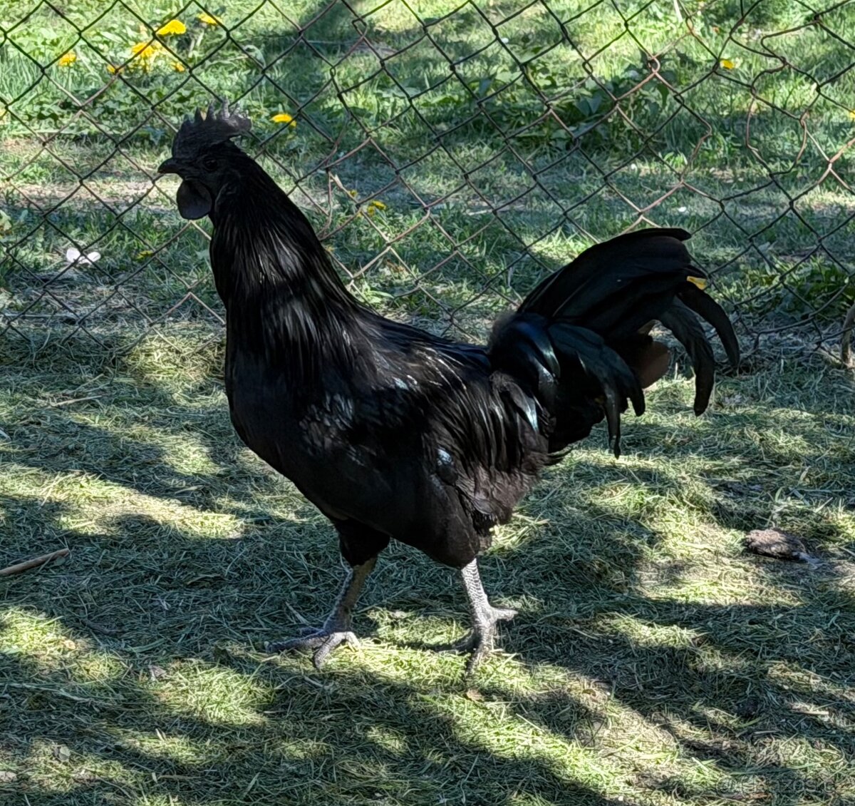 Kohout Ayam Cemani - 4