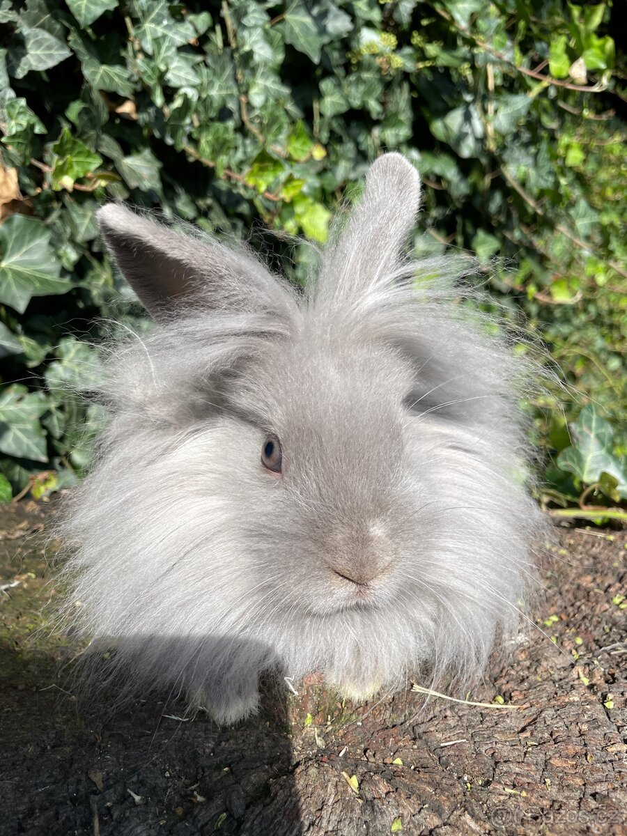 Zakrslí králíci - 4