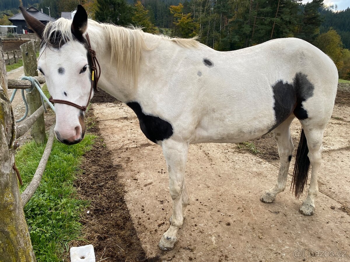 Kobyla 50% APH na predaj - 4