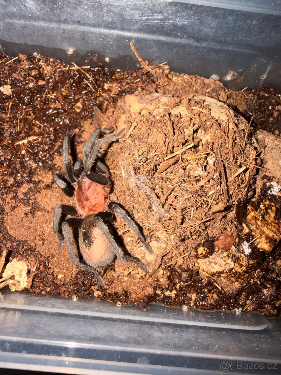 Sklípkani + terária - 4