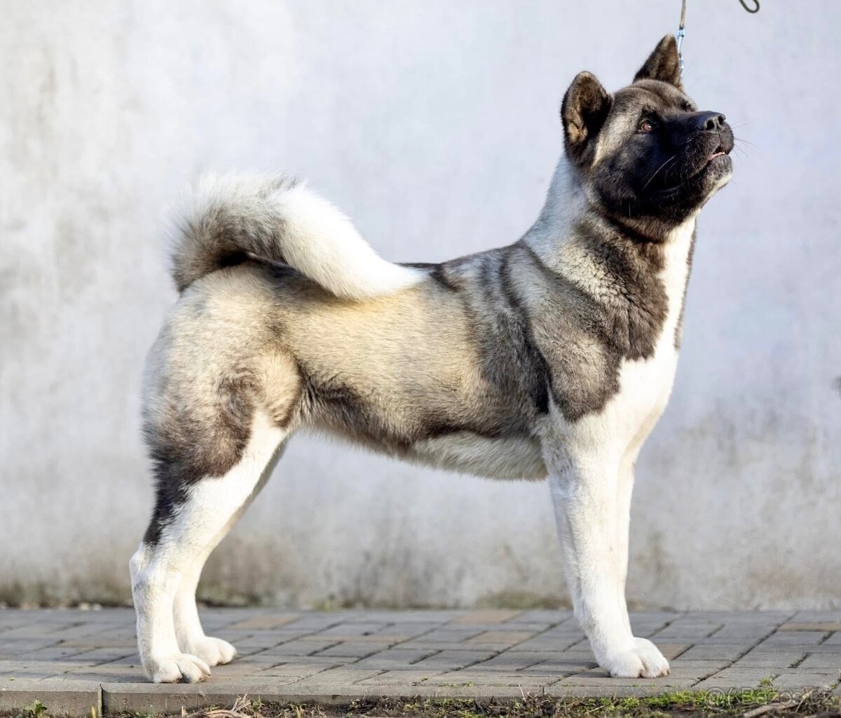 Americká akita- plánovaný vrh ,,D” - 4