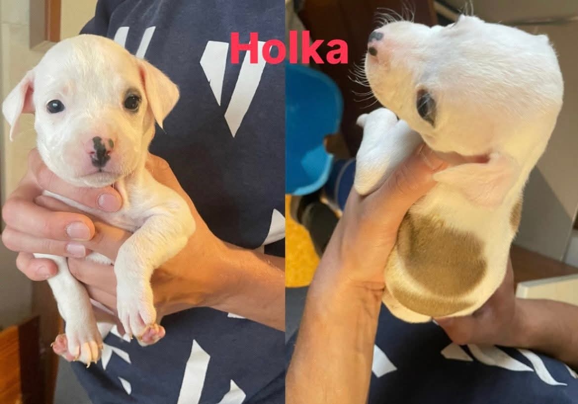 Americký stafordšírský teriér - 4