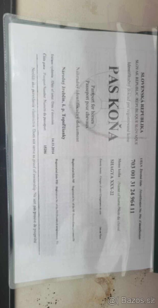 Predám 14rocnu kobylku shagia arab - 4