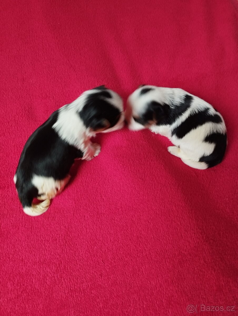 Biewer Jorkširský terier - 4