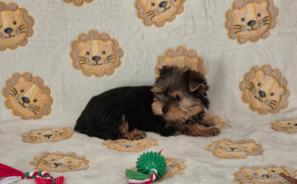 Jorkšírský teriér bez PP.(fenečka). - 4