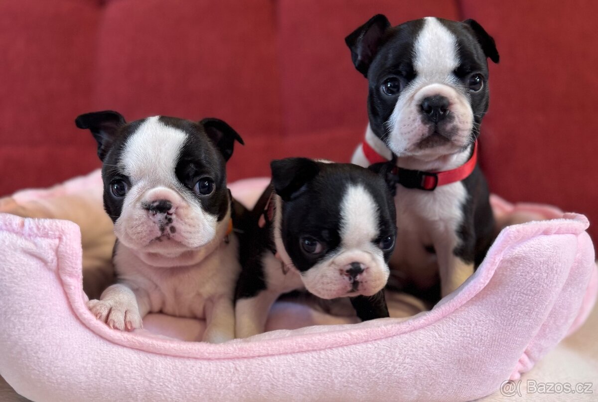 Bostonský teriér - 4