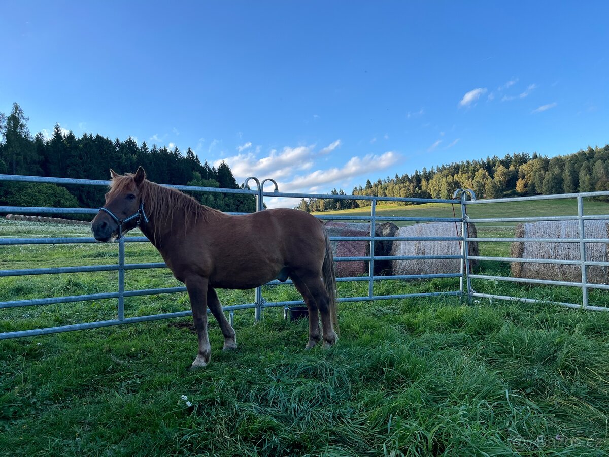 Nabízíme ustájení - 4