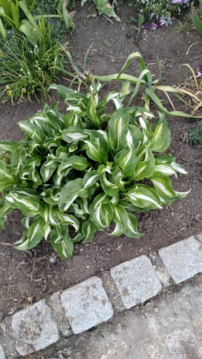 Přebytky ze zahrádky, - 4