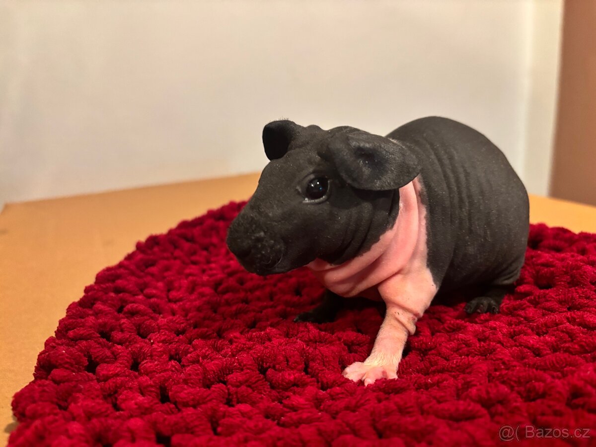 Skinny samičky s PP - 4