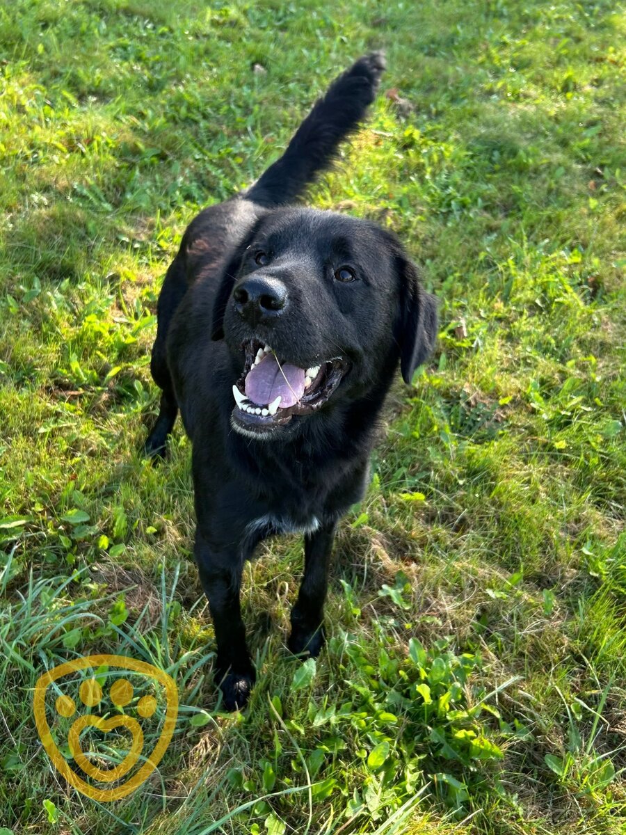 Monte ❤ hlídací retrívr ❤ - 4