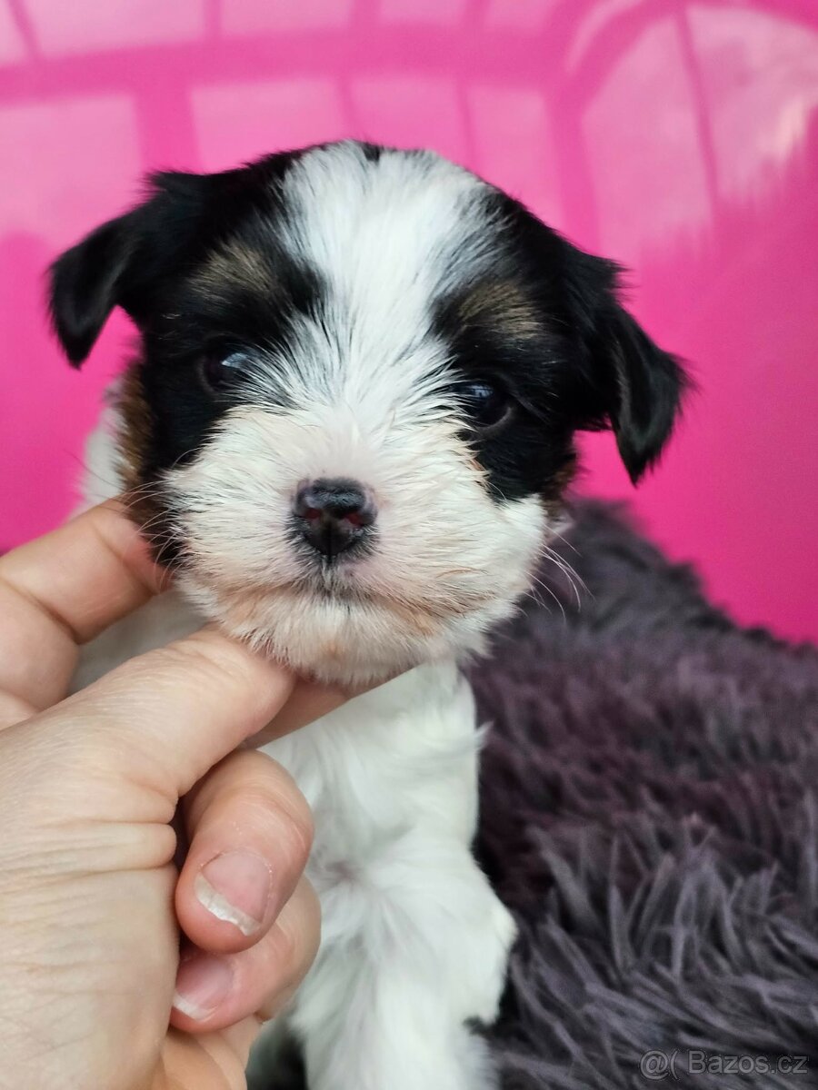 Biewer jorkšírský teriér, Yorkshire holčička s PP - 4