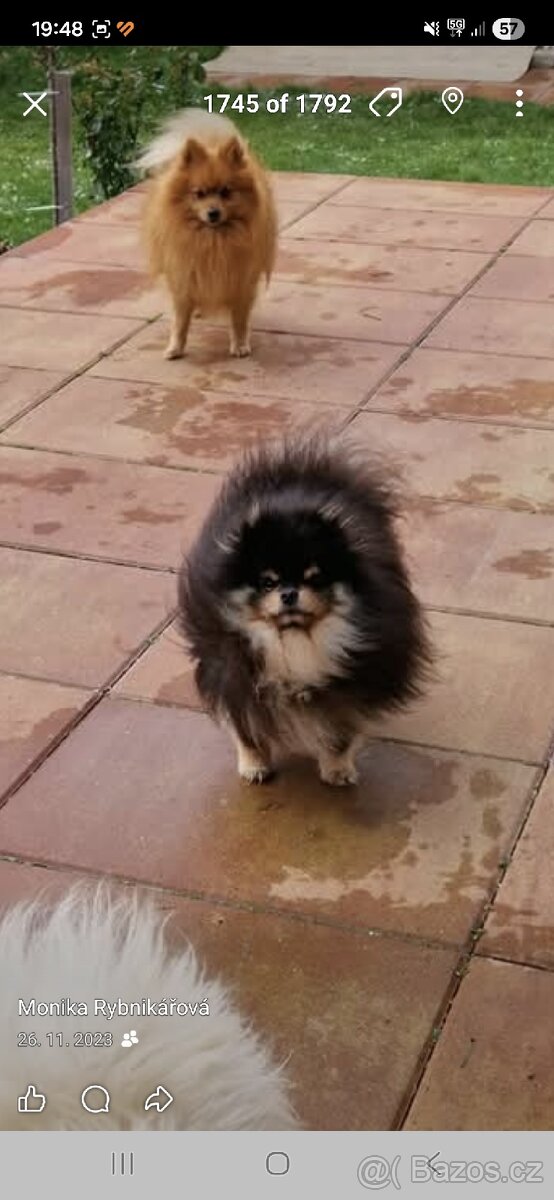 Daruji pejska kluk - 4