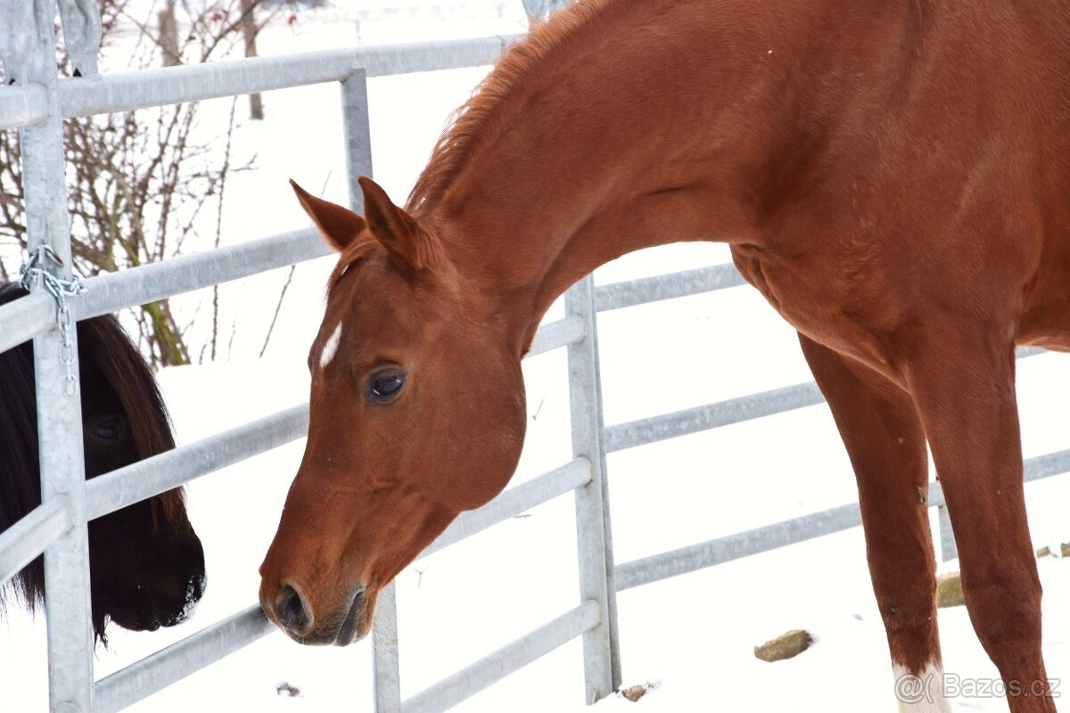 Plnokrevný arab - Připouštění- zapůjčení na sezónu 2026 - 4