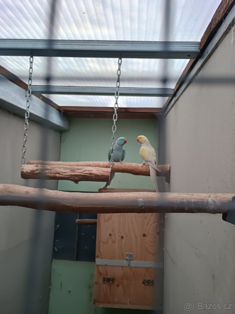 Okrasné ptactvo - 4