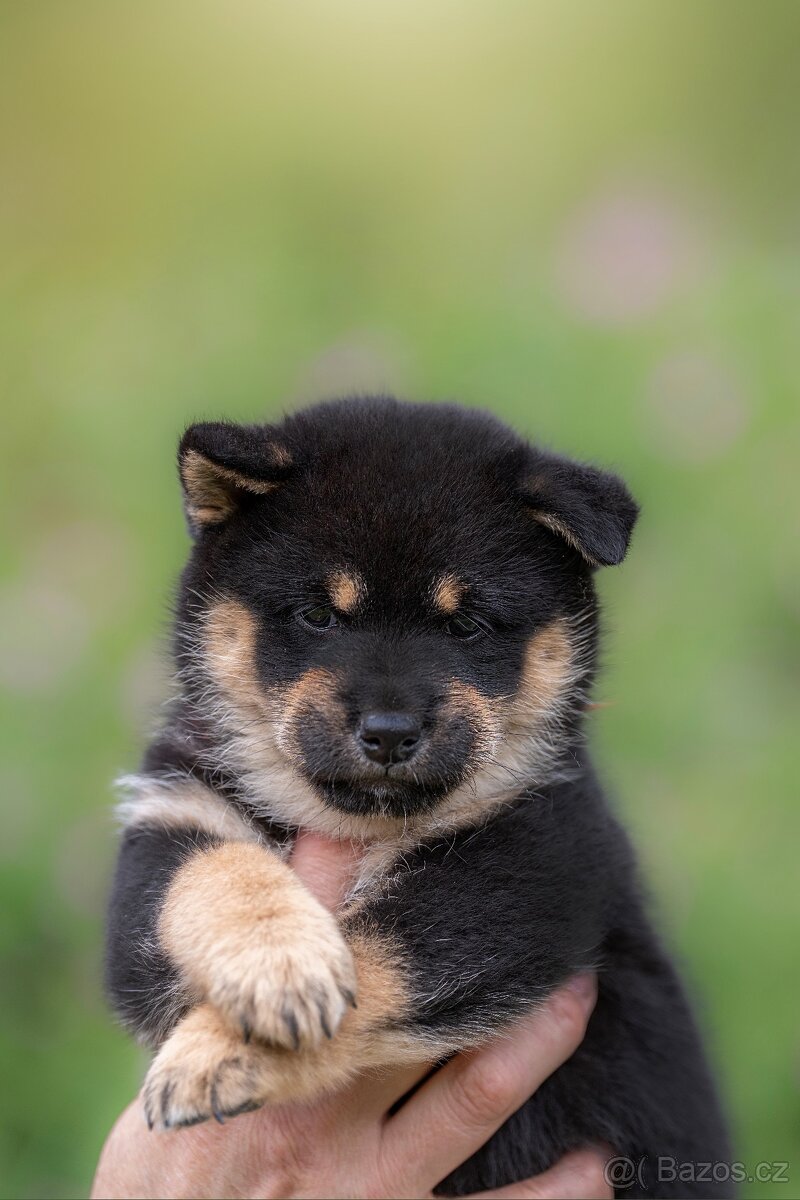 Shiba s PP - 4